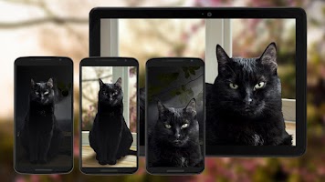 Cute Black Cat Live Wallpaper Screenshot