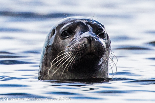 Common Seal