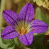 Jerusalem bell flower