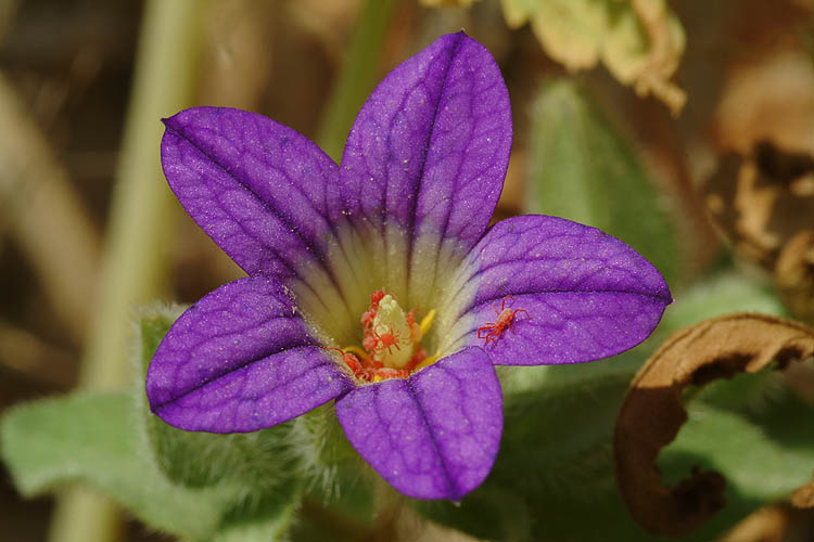 Jerusalem bell flower