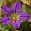 Jerusalem bell flower