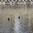 Redheaded Duck