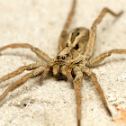 Wolf Spider