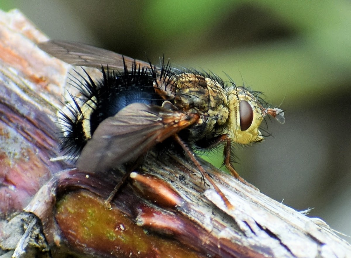 Tachinid fly