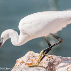 Little Egret