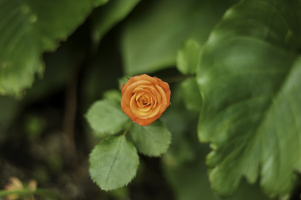 Rosellina sotto casa  di gitsela