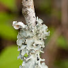 Powdered Ruffle Lichen