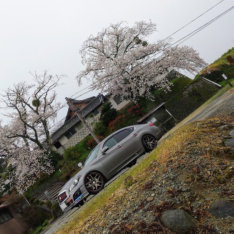 フーガの奈良県高市郡明日香村大字橘地区・橘寺・東門前の桜🌸・てんぐ巣病・コロナウイルスに負けるなに関するカスタム事例の投稿画像1枚目