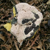 Dog Vomit Slime Mold