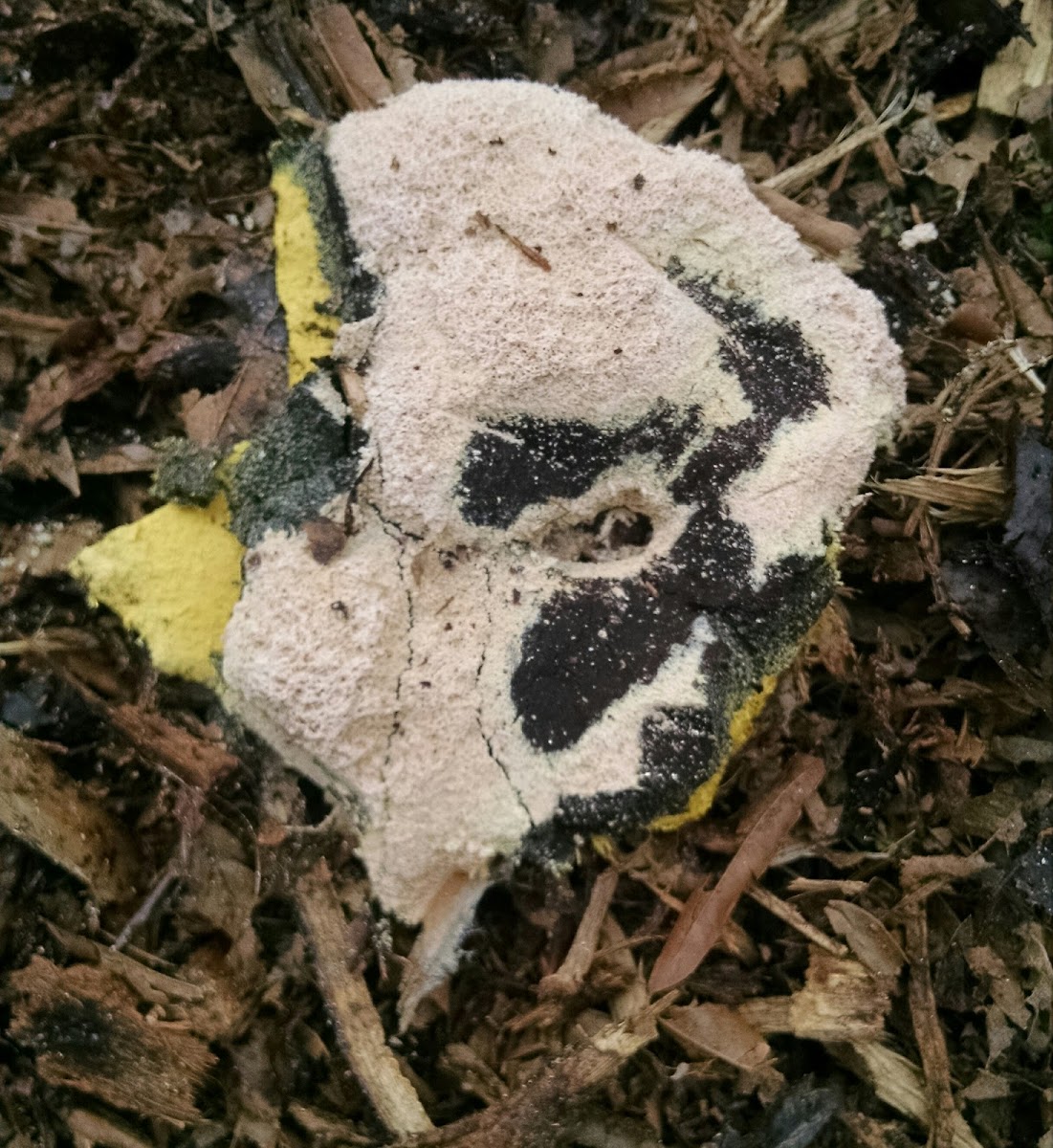 Dog Vomit Slime Mold