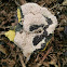 Dog Vomit Slime Mold