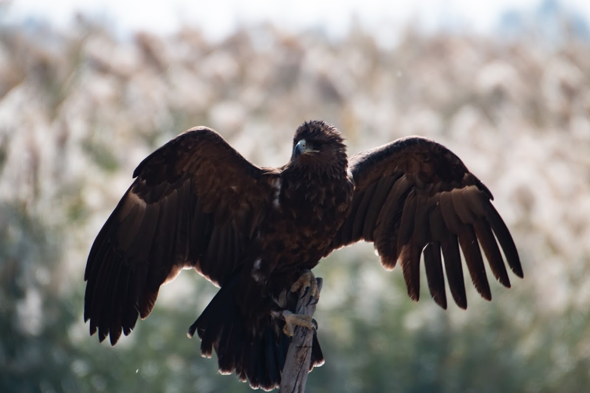 Greater Spotted Eagle