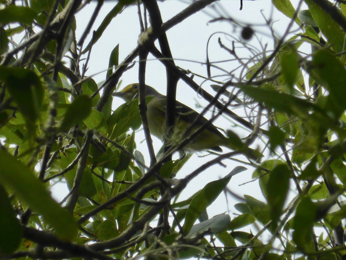 White-eyed Vireo