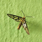 Wasp moth (Philippines)