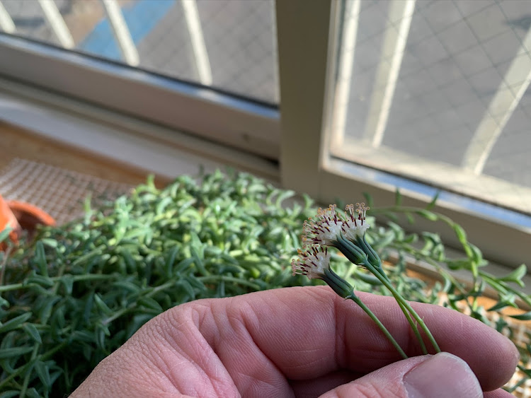 デミオのﾃﾞﾐﾃﾞﾐﾃﾞﾐﾃﾞﾐ♬ ﾃﾞｰﾐﾃﾞﾐ♪・新しいサイドマーカー・ドルフィンがお花を咲かせた！🥰🥰🥰🥰🥰🥰🥰🥰🥰🥰🥰に関するカスタム事例の投稿画像8枚目