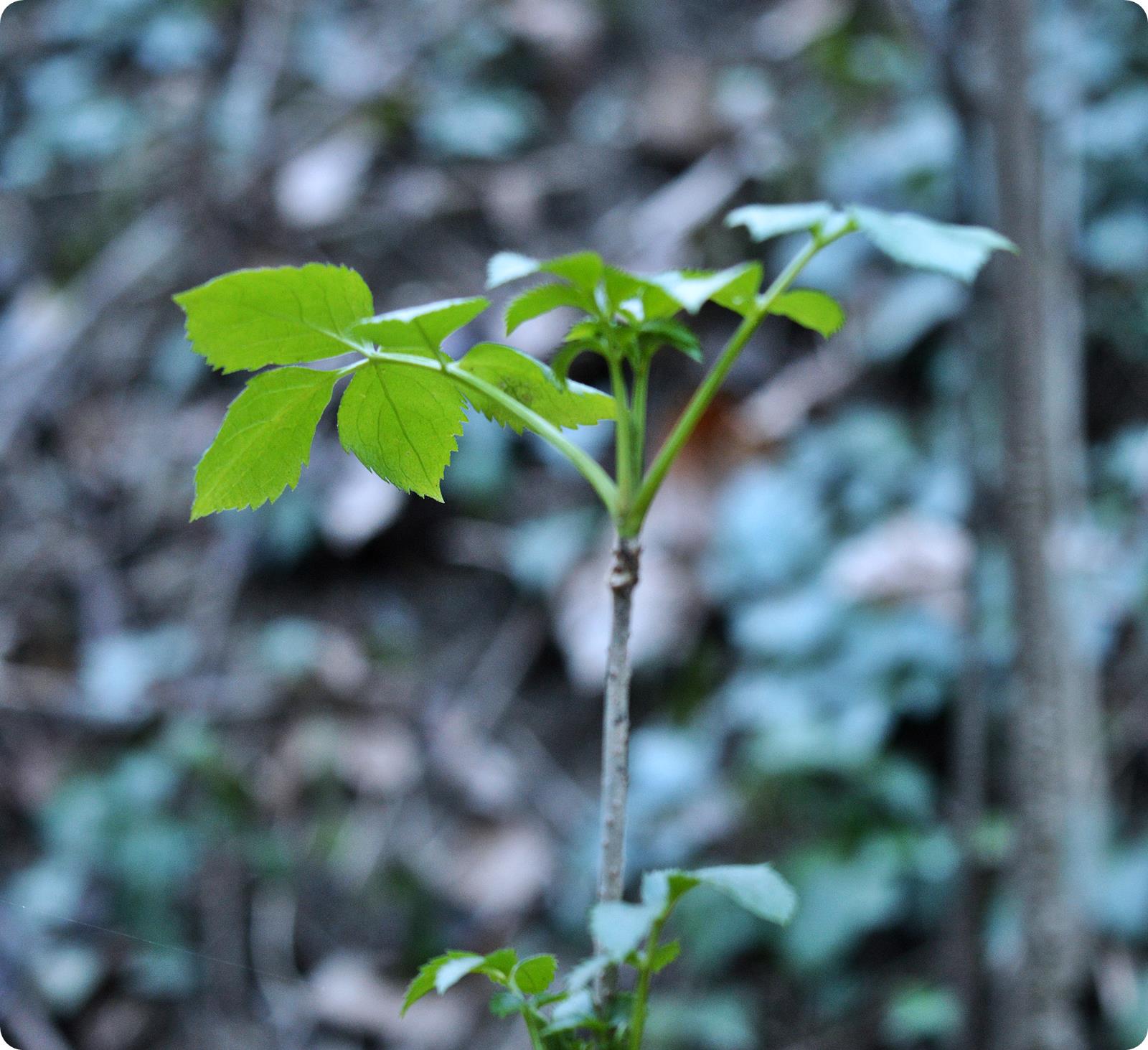 new life di Chiarella