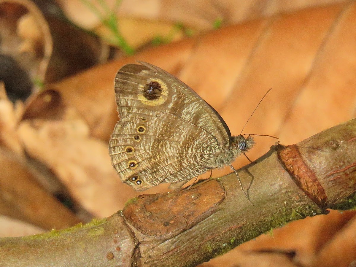 Malayan Six Ring Butterfly