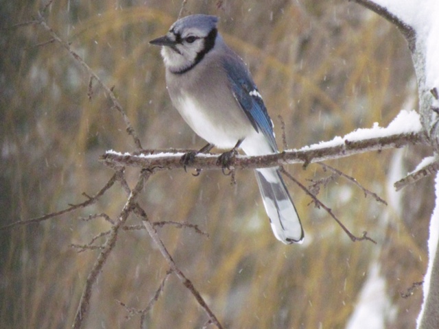 Blue Jay