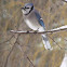 Blue Jay