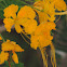 Peacock Flower