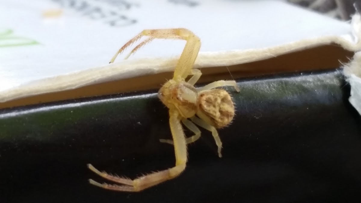 Unknown Spider?