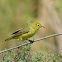 Yellow White-eye