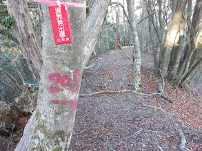 尾根に合流（右下から登ってきた）