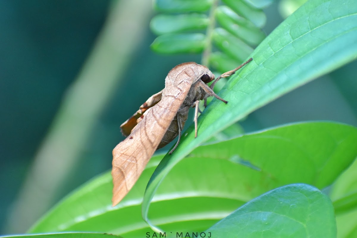 Dull Swirled HawkMoth