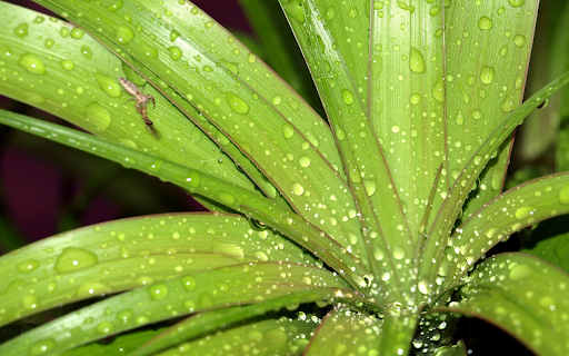 Young tree tops screenshot 1
