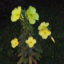 Hooker's Evening Primrose