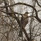 Cooper's Hawk