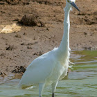 intermediate egret, median egret, smaller egret, yellow-billed egret