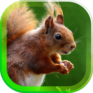 Download Squirrel Jokes live wallpaper For PC Windows and Mac