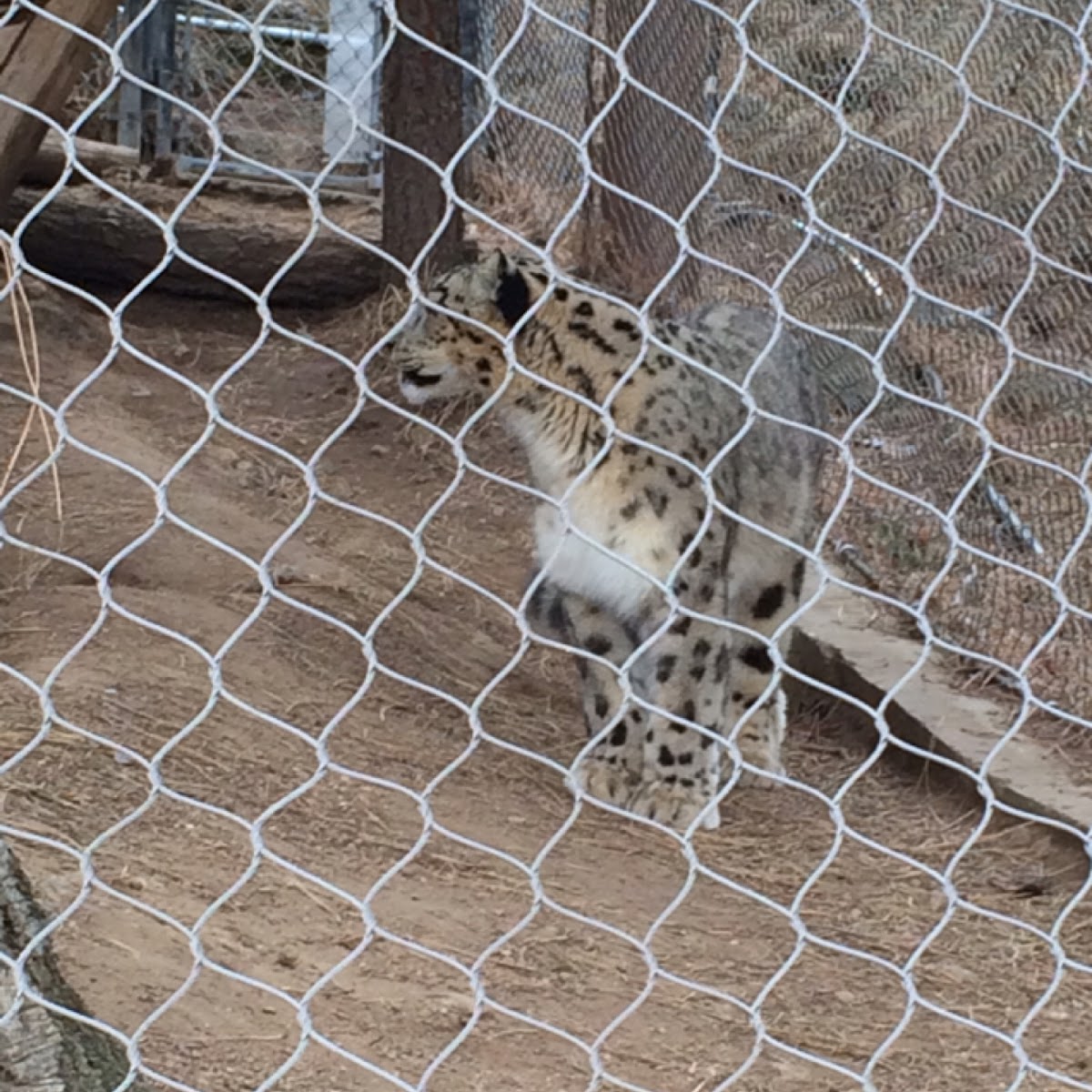 Snow Leopard