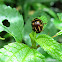 Escarabajo de las hojas / Leaf beetle