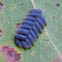 Unknown Leaf Beetle eggs