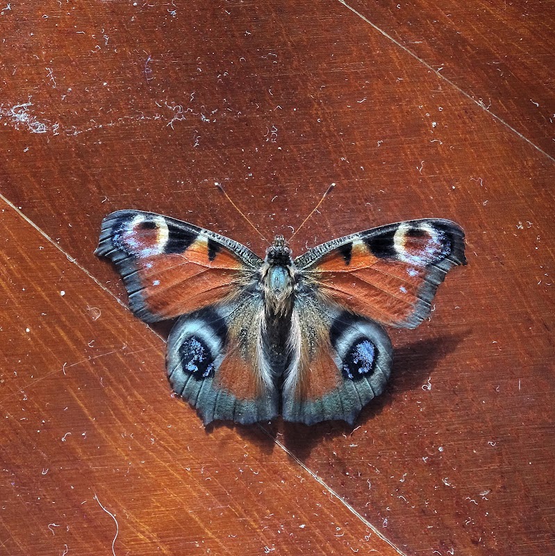 Un ospite inatteso, scusate la polvere. di -Os-