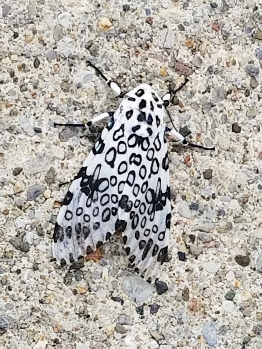 Leopard moth