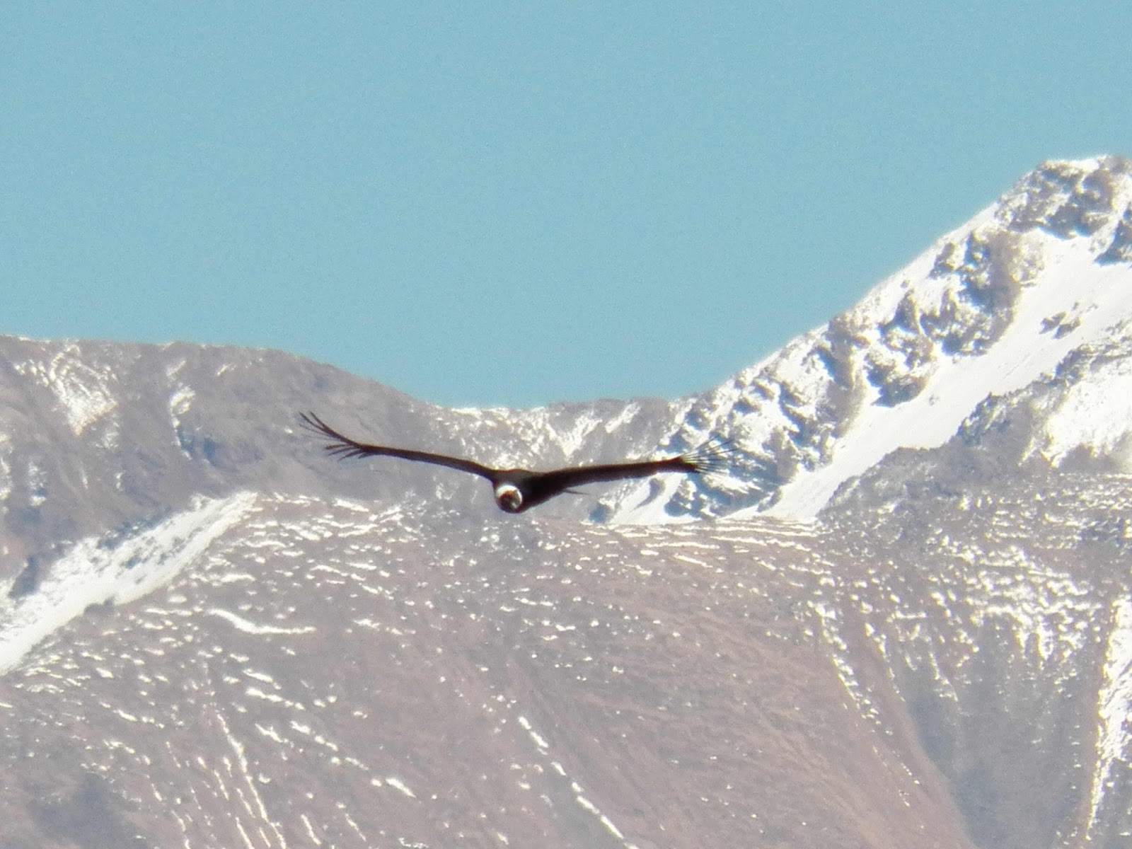 Condor, Colca Canyon, Peru