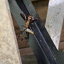 Interrupted Spider Wasp