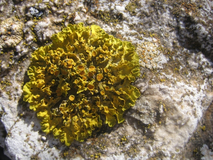 Licheni su roccia di dcaeti