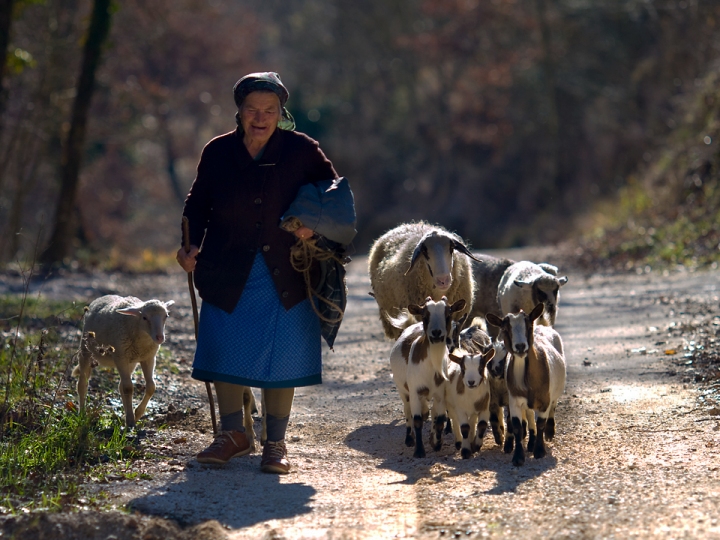 La corda della pastora di utente cancellato