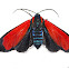 Red Tiger Moth