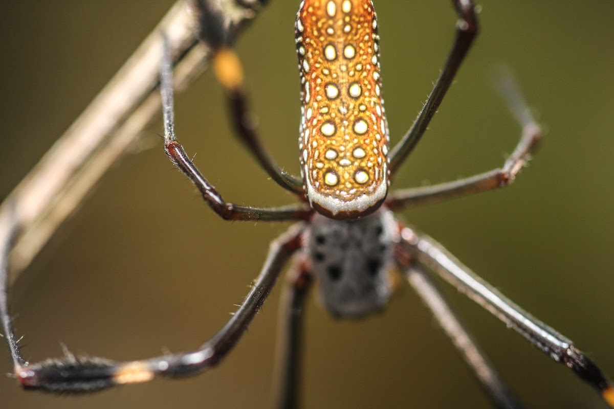 Golden silk orb-weaver