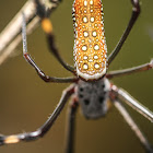 Golden silk orb-weaver