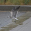 Laughing gull