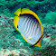 Blackback Butterflyfish