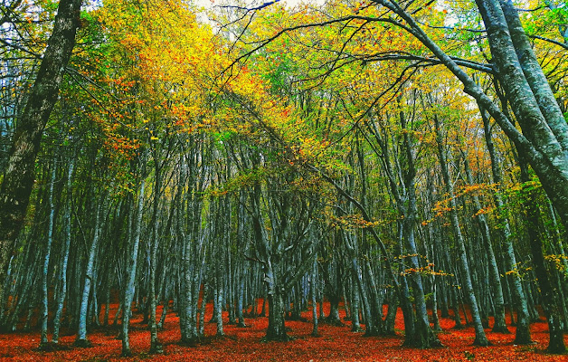 Wood di utente cancellato