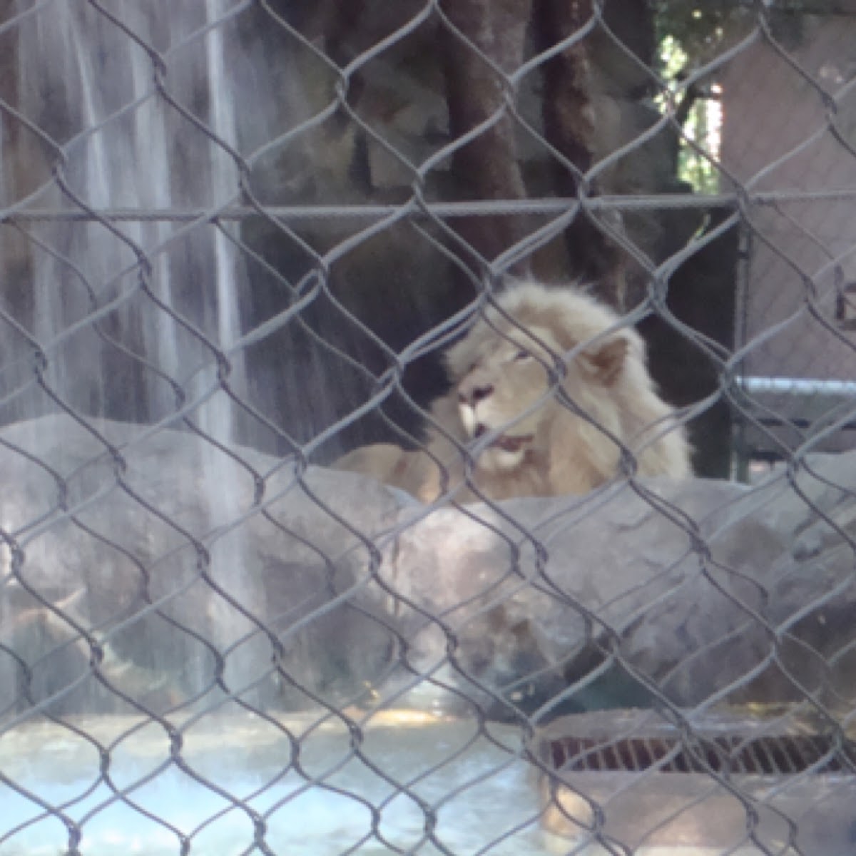 White Lion