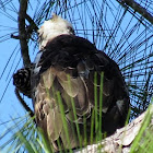 Osprey